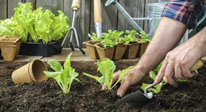 ¿Las herramientas de jardín de acero inoxidable son adecuadas para todo tipo de plantas?